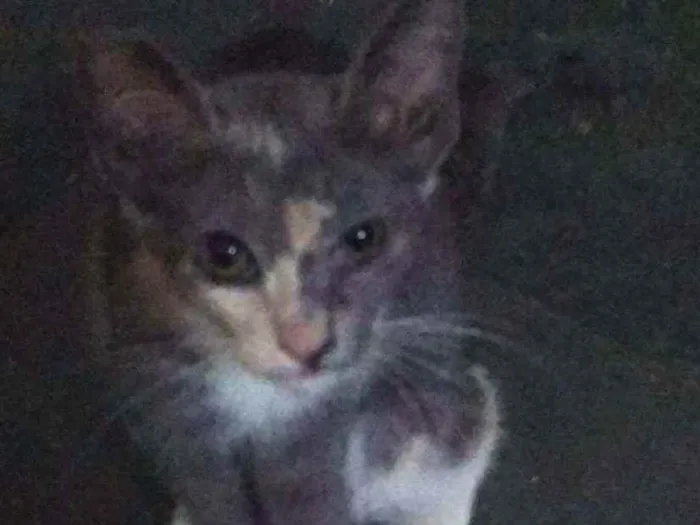 Gato ra a SRD idade 2 a 6 meses nome Shitara