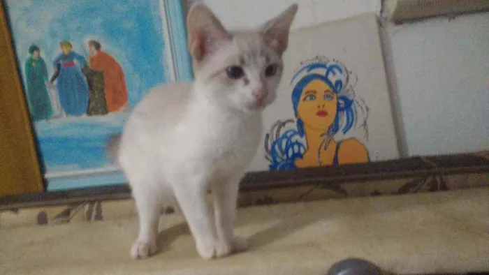 Gato ra a Siames idade 2 a 6 meses nome Plinio