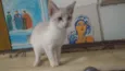 Plinio