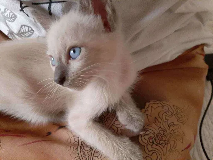 Gato raça Raciado idade Abaixo de 2 meses nome Não tem