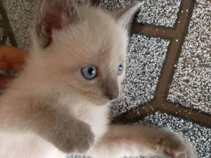 Gato raça Raciado idade Abaixo de 2 meses nome Não tem