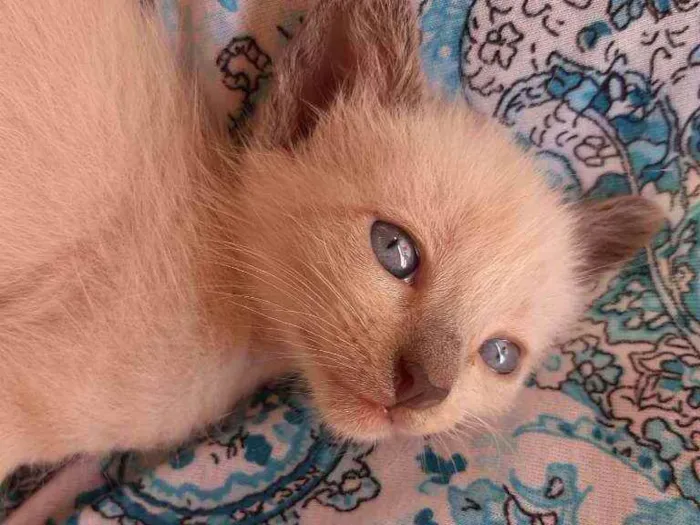 Gato raça Raciado idade Abaixo de 2 meses nome Não tem