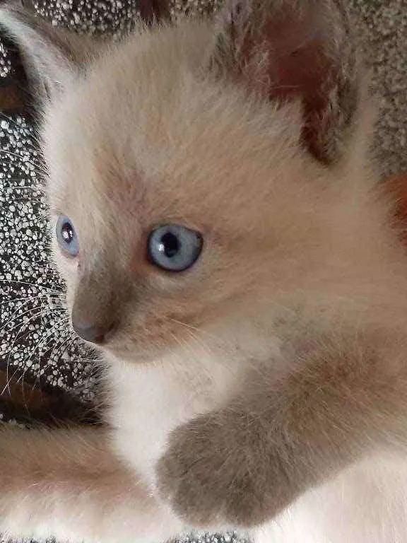 Gato raça Raciado idade Abaixo de 2 meses nome Não tem