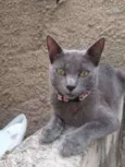 Caetana