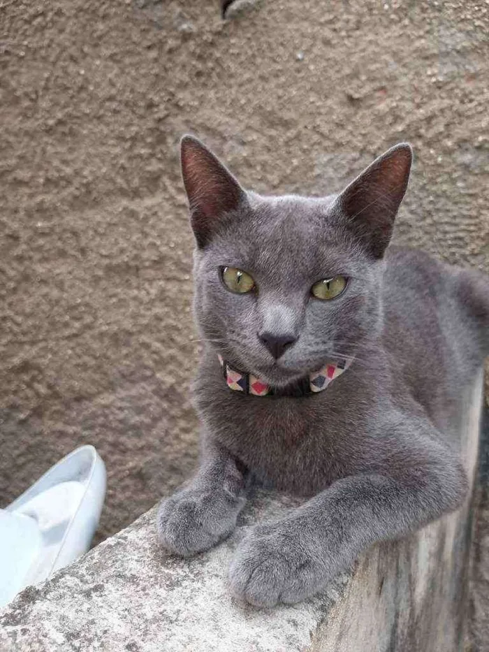 Gato raça Raciado idade 1 ano nome Caetana