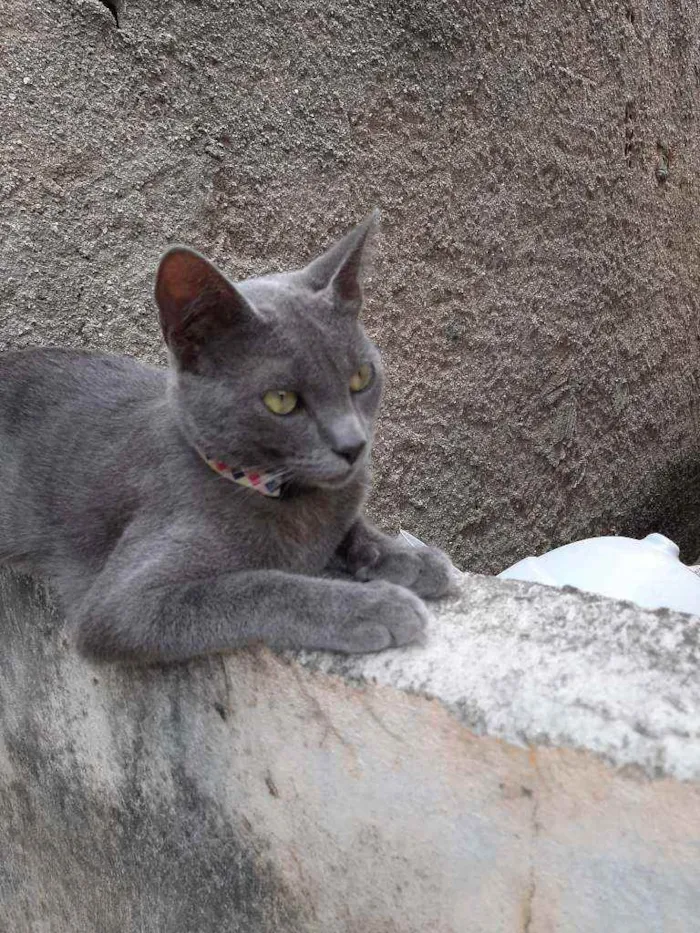 Gato raça Raciado idade 1 ano nome Caetana
