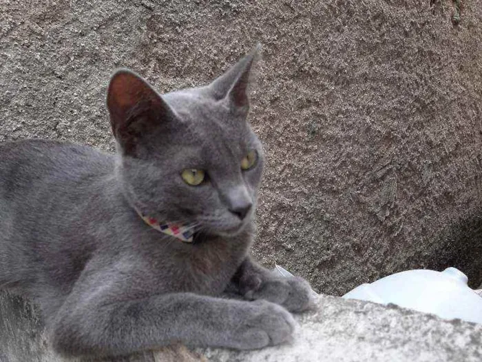 Gato raça Raciado idade 1 ano nome Caetana