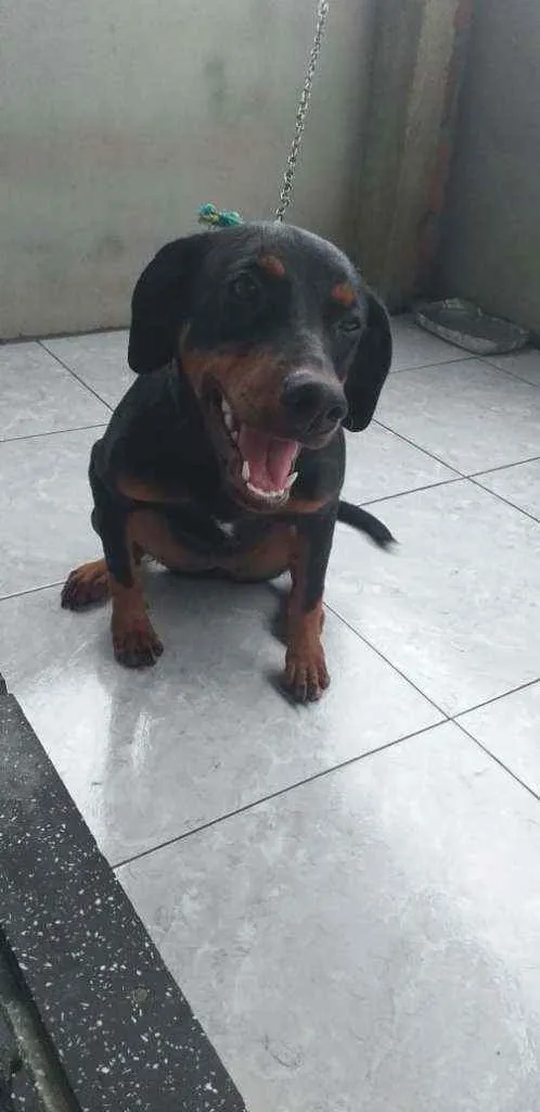 Cachorro raça Mestiça cruzado dom rottweiler idade 2 a 6 meses nome Katuxa