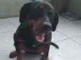 Katuxa
