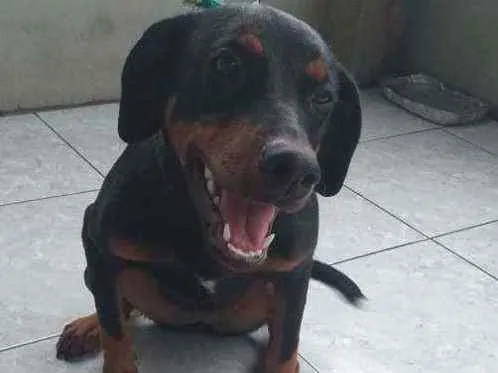 Cachorro raça Mestiça cruzado dom rottweiler idade 2 a 6 meses nome Katuxa