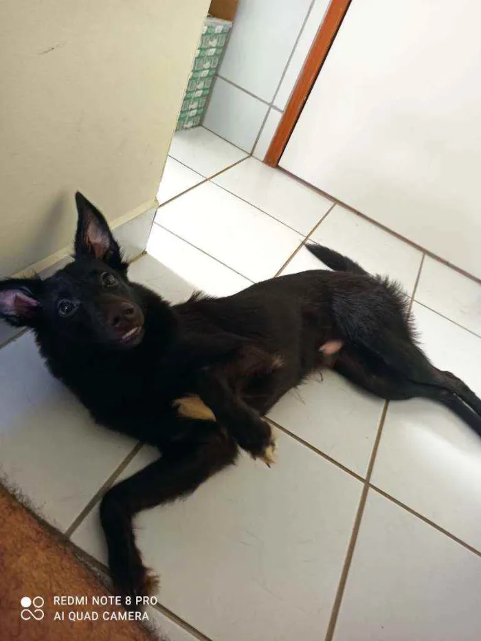 Cachorro ra a SRD (parte Border Colie) idade 7 a 11 meses nome Luther