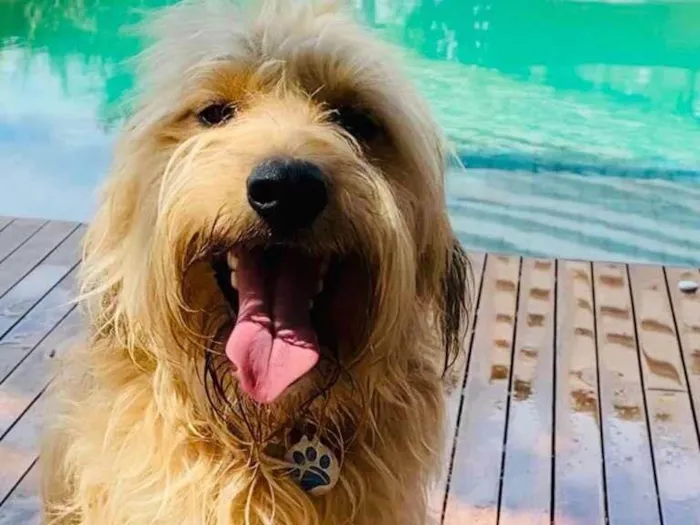 Cachorro ra a SRD-ViraLata idade 2 anos nome Bolt