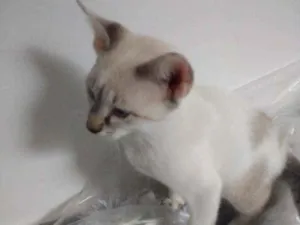 Gato raça  idade 2 a 6 meses nome Gato