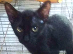 Gato raça SRD idade 2 a 6 meses nome Baraki