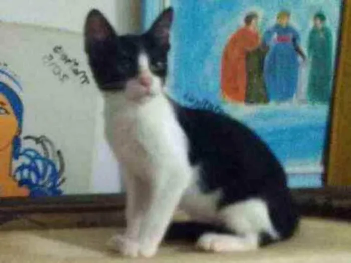 Gato ra a SRD idade  nome Frajola