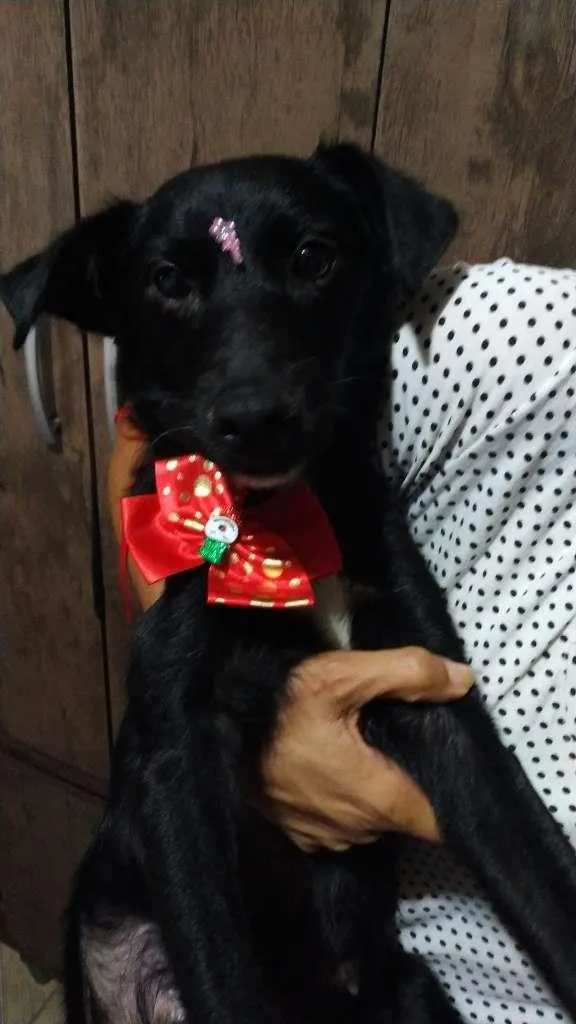 Cachorro raça vira lata idade 2 anos nome Sem nome