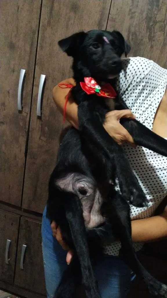 Cachorro raça vira lata idade 2 anos nome Sem nome