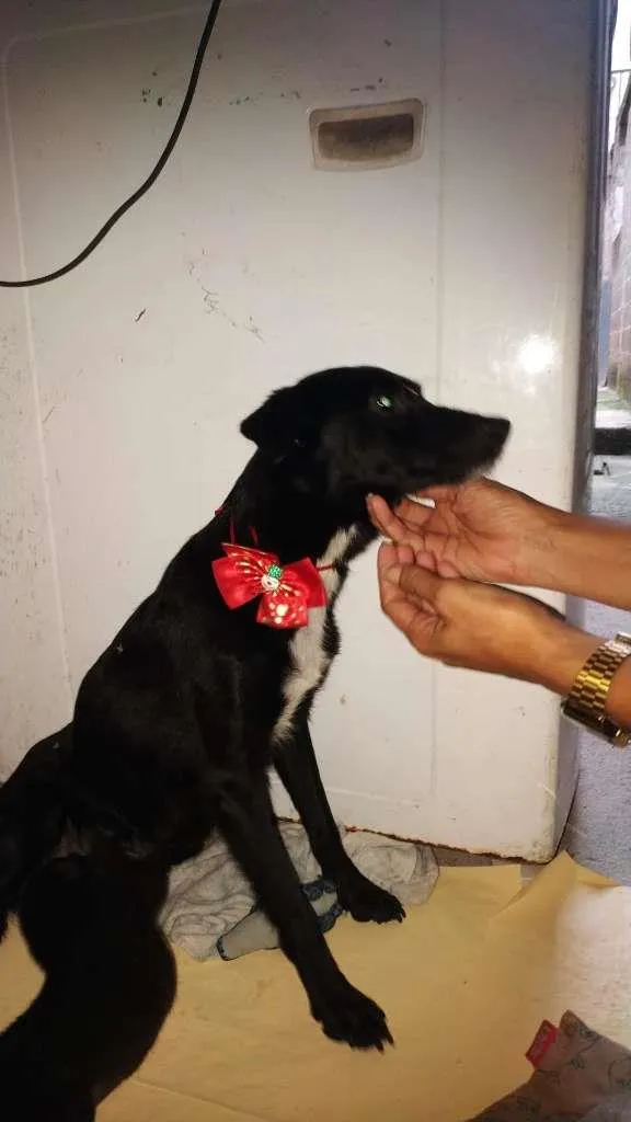 Cachorro raça vira lata idade 2 anos nome Sem nome
