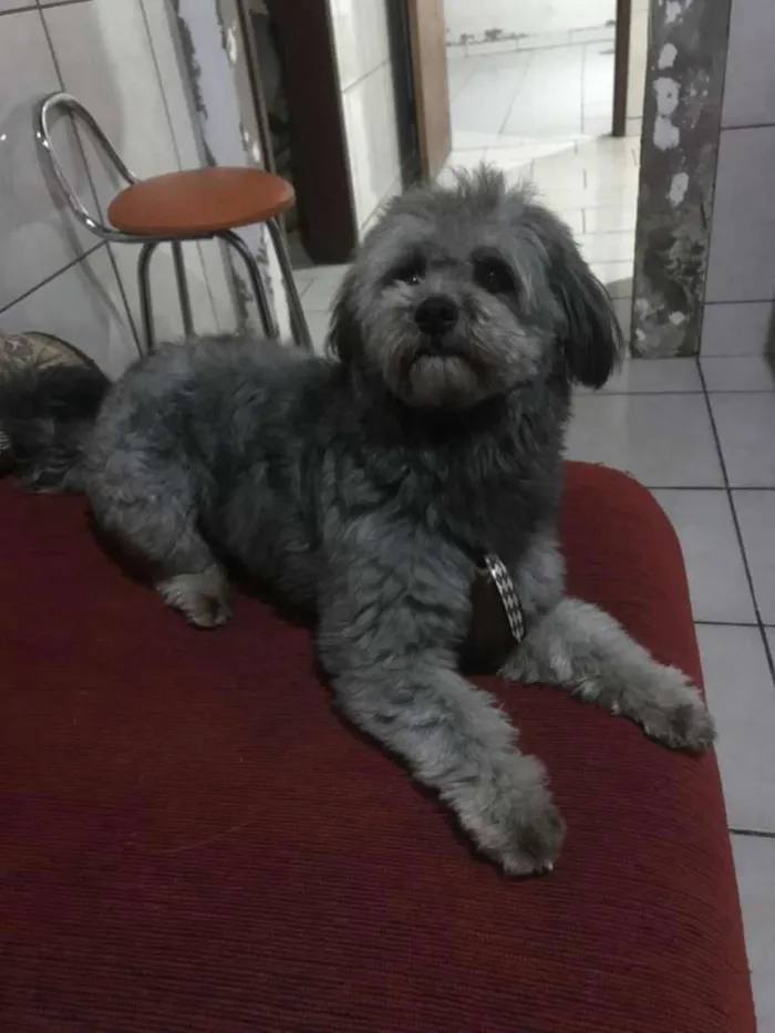 Cachorro ra a Poodle idade 3 anos nome Will