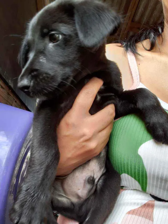 Cachorro ra a  idade 2 a 6 meses nome Aladim