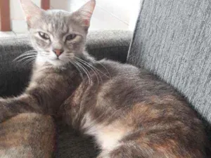 Gato raça Siamês  idade 2 anos nome Giovana e teresa