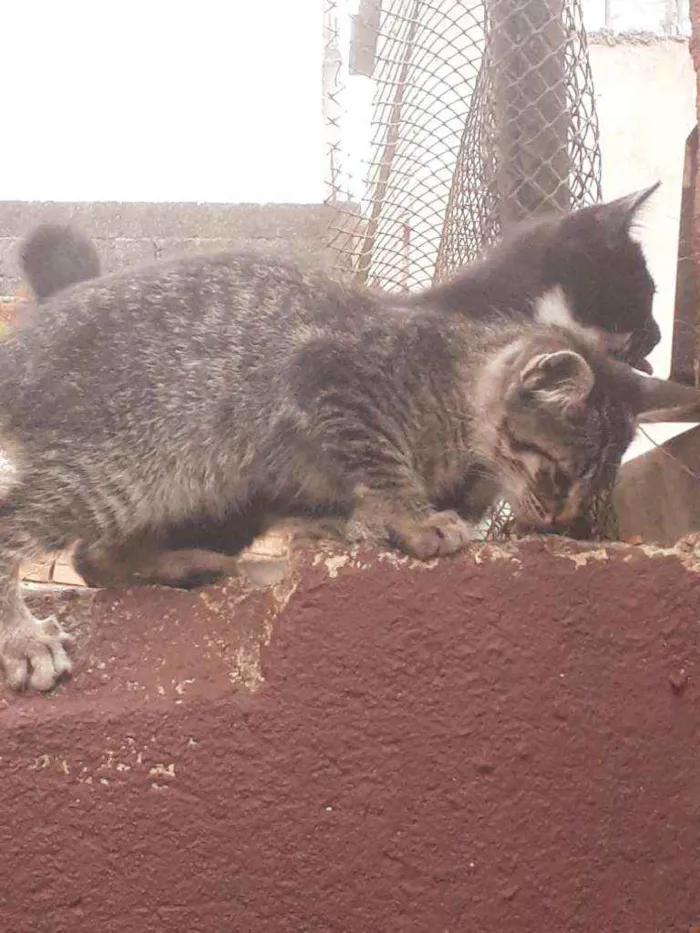 Gato ra a vira-lata idade Abaixo de 2 meses nome Nao tem