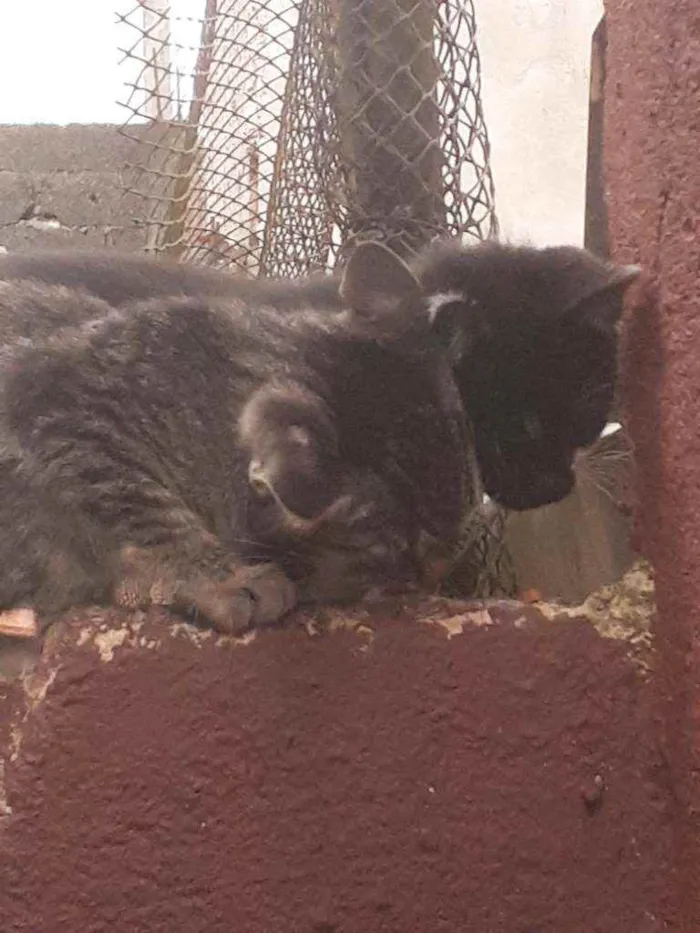 Gato ra a vira-lata idade Abaixo de 2 meses nome Nao tem