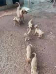 Nao tem ainda