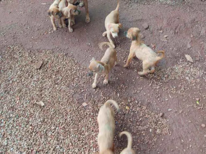 Cachorro raça Vira lata idade 2 a 6 meses nome Nao tem ainda