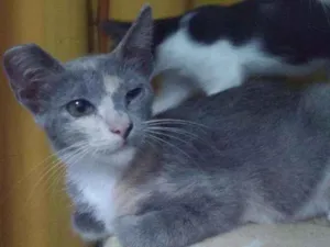 Gato raça SRD idade 2 a 6 meses nome Shitara