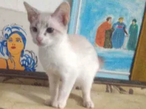 Gato raça Siames idade 2 a 6 meses nome Plinio