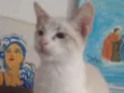 Plinio