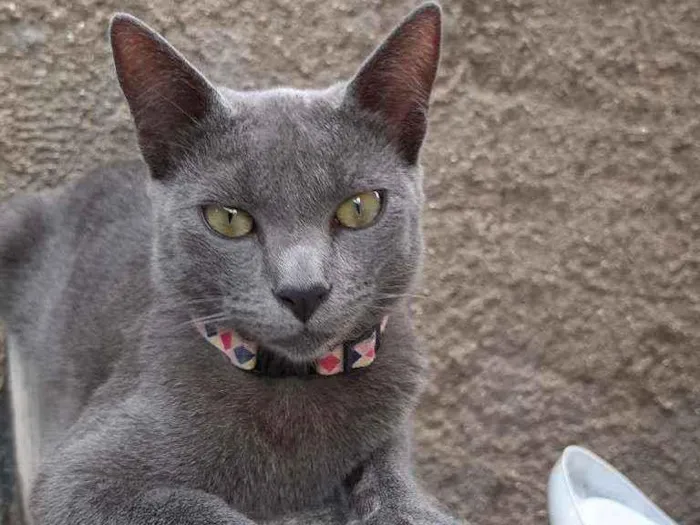 Gato raça Raciado idade 1 ano nome Caetana
