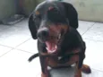 Katuxa