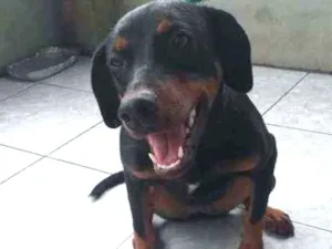 Cachorro raça Mestiça cruzado dom rottweiler idade 2 a 6 meses nome Katuxa