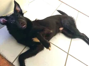 Cachorro raça SRD (parte Border Colie) idade 7 a 11 meses nome Luther