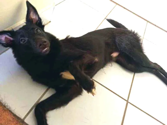 Cachorro ra a SRD (parte Border Colie) idade 7 a 11 meses nome Luther