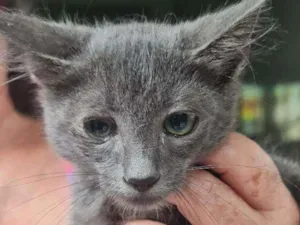 Gato raça SRD idade 2 a 6 meses nome Harley 