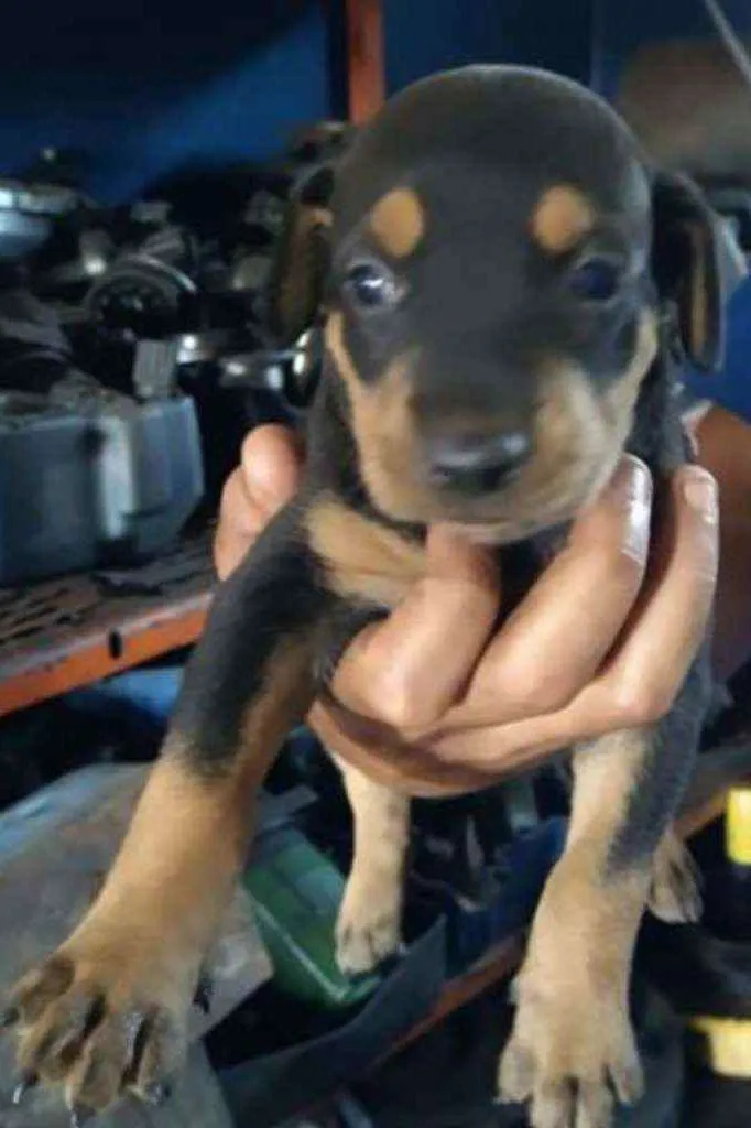 Cachorro raça SRD idade Abaixo de 2 meses nome Dalila