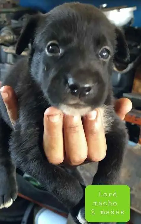 Cachorro raça SRD idade Abaixo de 2 meses nome Lord