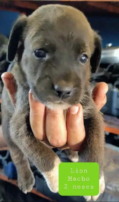 Cachorro raça SRD idade Abaixo de 2 meses nome Lion