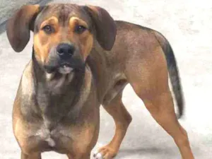Cachorro raça pastor alemão  idade 2 anos nome scoby