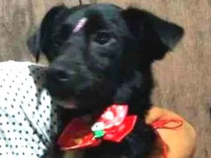 Cachorro raça vira lata idade 2 anos nome Sem nome