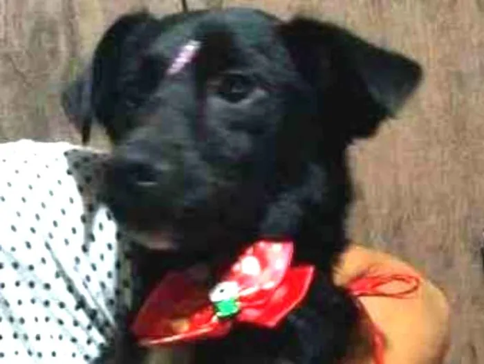 Cachorro raça vira lata idade 2 anos nome Sem nome