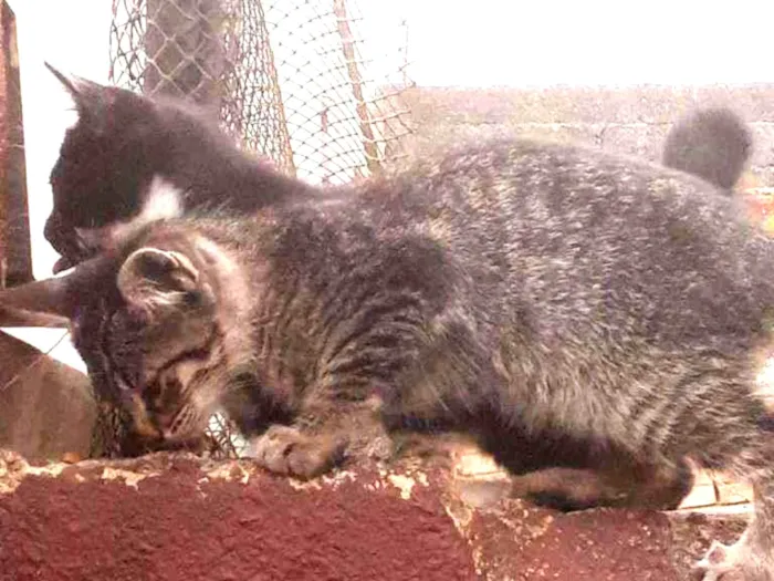 Gato ra a vira-lata idade Abaixo de 2 meses nome Nao tem