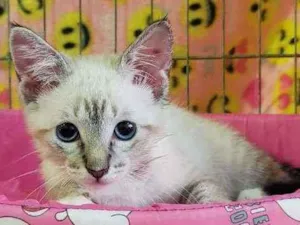 Gato raça Srd idade 2 a 6 meses nome Nicole
