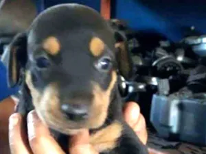 Cachorro raça SRD idade Abaixo de 2 meses nome Dalila