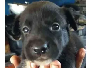 Cachorro raça SRD idade Abaixo de 2 meses nome Lord