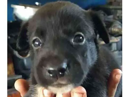 Cachorro raça SRD idade Abaixo de 2 meses nome Lord