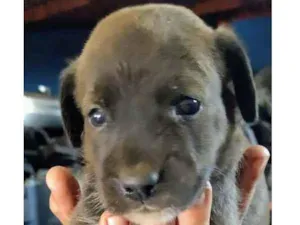 Cachorro raça SRD idade Abaixo de 2 meses nome Lion